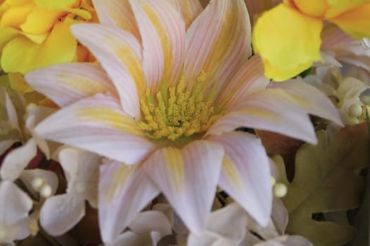 Flower on window sill at La Serena Chile