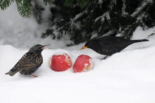 Winter food