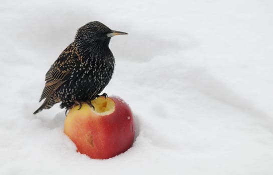 Star in winter