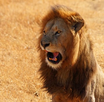 A Lion comicly opening its mouth and appearing to talk.