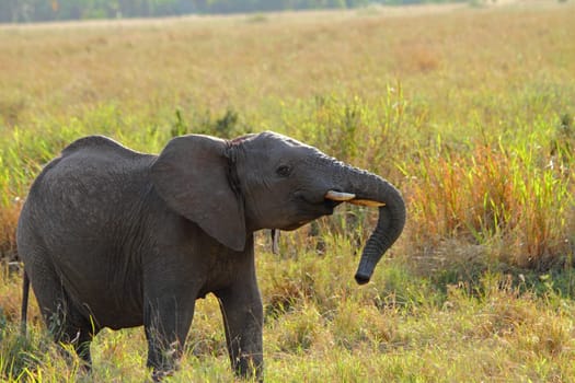 A juvienile elephant shows visible displays of rebellious behaviour.