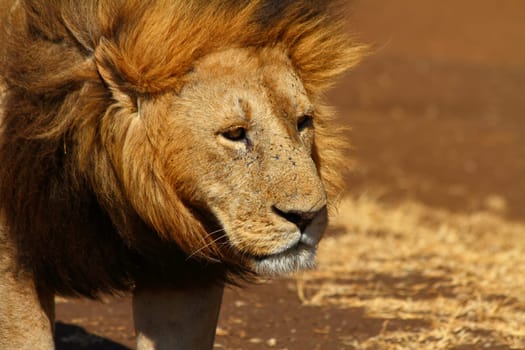A male lion looks off into the distance sadly