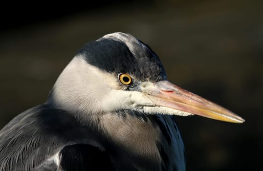 Grey heron