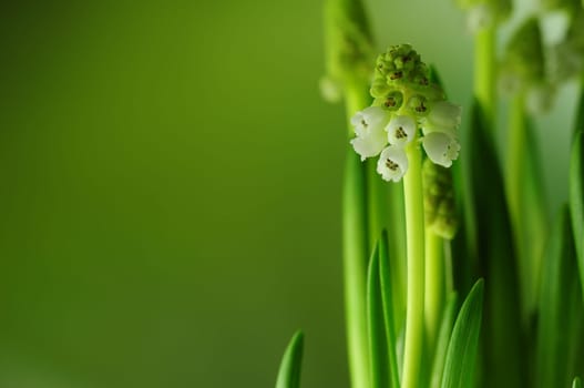 Grape hyacinths