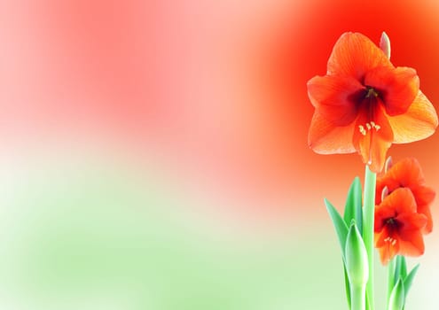 a background with red amaryllis blossoms