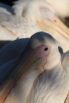 Eastern white pelican