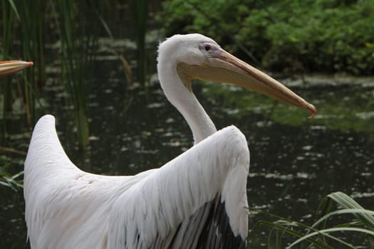 Eastern white pelican