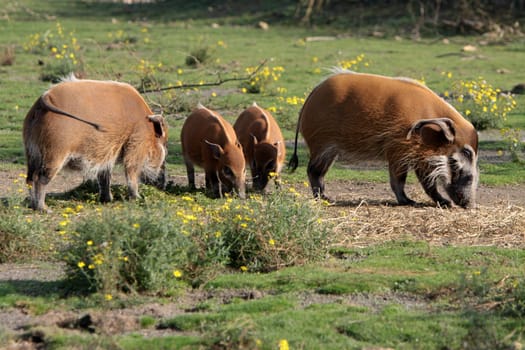Brush-eared pigs
