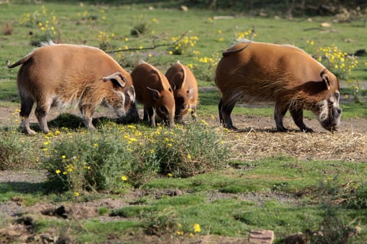 Brush-eared pigs