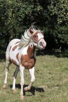 Brown and white pinto