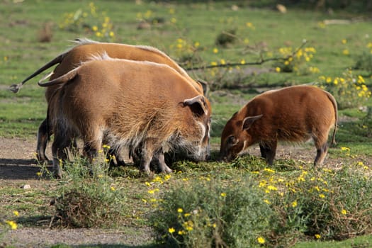 Brush-eared pigs