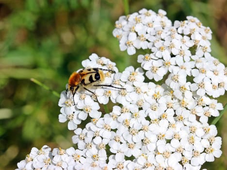 Common brush beetle on yarrow