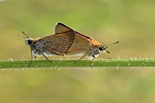 Thick-headed butterfly mating