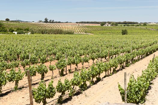 Vineyard in the fruit set season, Borba, Alentejo, Portugal
