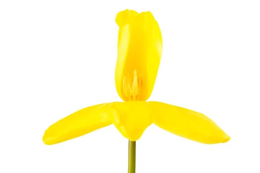 Tulip