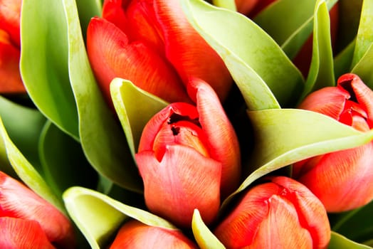Red tulips