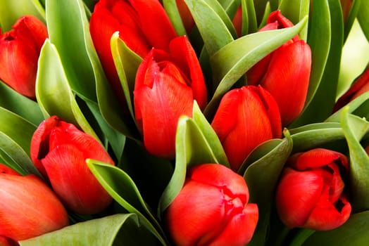 Red tulips