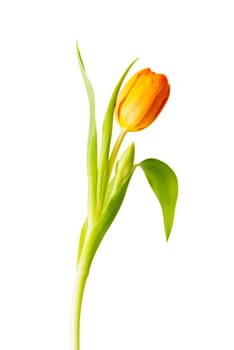 Tulip