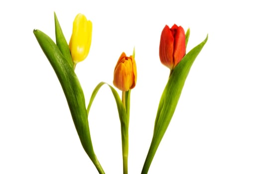 Tulips