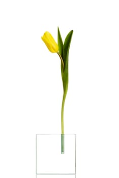 Tulip