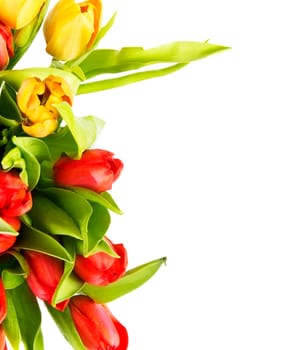 Tulips