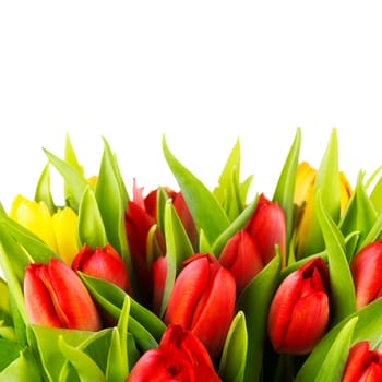 Tulips