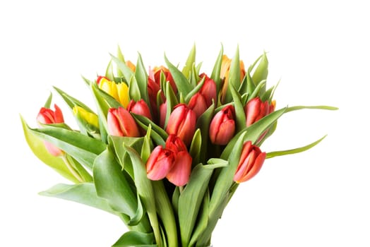 Tulips
