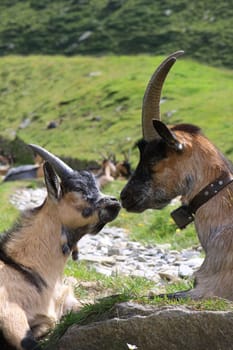 Goats on an alpine pasture in South Tyrol