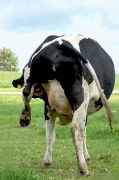 Holstein Cow from Behind