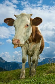 Funny Cow show her Tongue