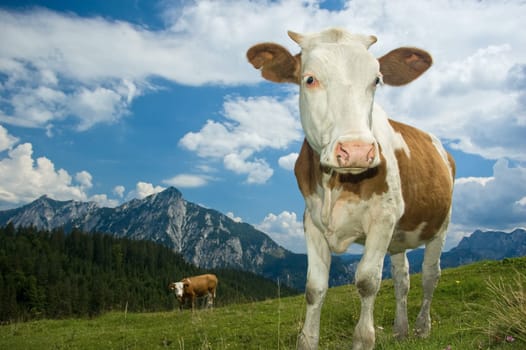 Austrian Simmental Cow in the Alps