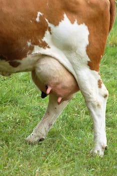 Detail view of a cow udder full with milk