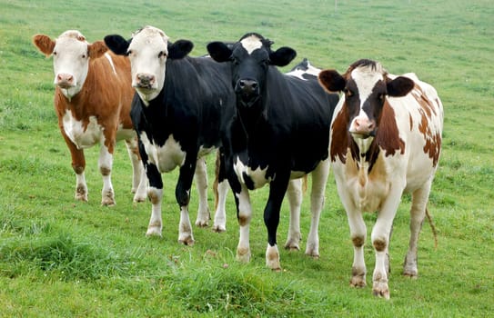 Four Cows in a Row in different Colors