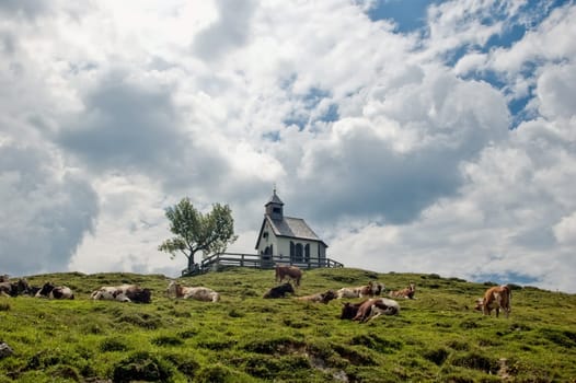 Chapel and Cows on the hilltop, taken in Austria