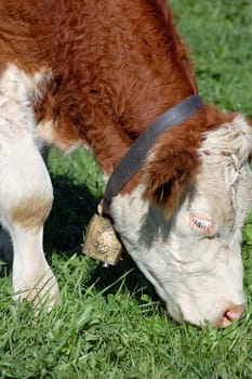 Grazing Simmental Cow with cow bell