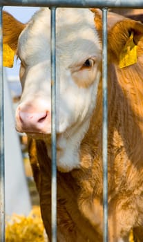 Young simmental calf behind bars