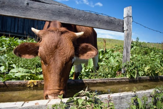 Drinking Cow from a wooden tub
