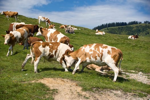 Fighting Cows in the austrian alps