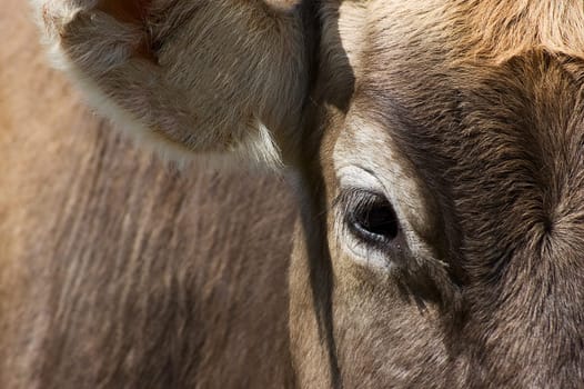 Eye and Ear of a Cow