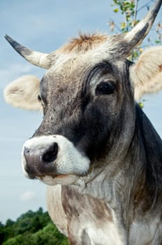 Close Up of a grey Swiss Cattle