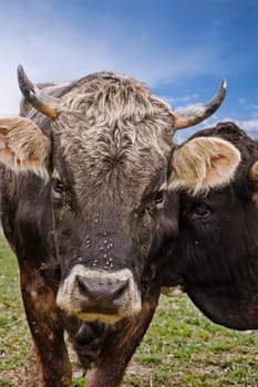 Angry looking brown cow from frontal