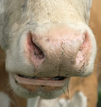 Detail view of a rehashing cow
