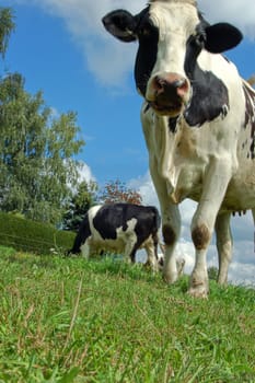 Holstein Cow from Frog Perspective