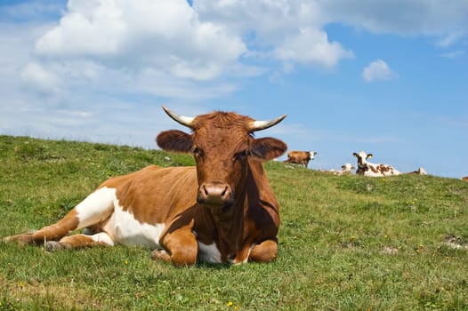 Relaxing brown Cow in the Pasture
