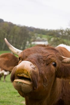 Close up of a brown mooing cow