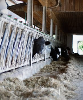 One Black Cow look out the Stable