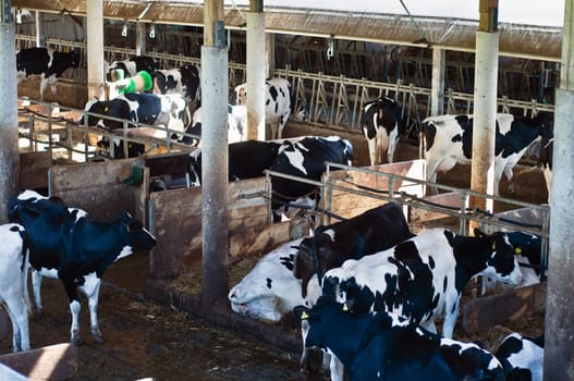 Inside of a stable with Holstein Cattle
