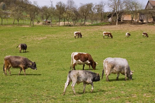 Meadow with Cows, taken in Upper Austria