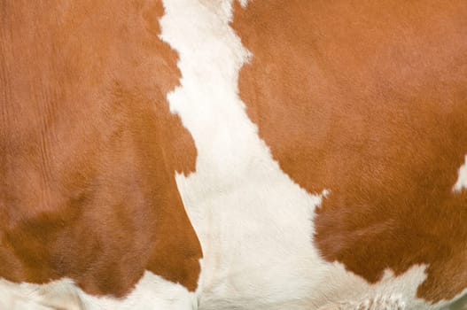 Texture of a mottled Simmental Cow