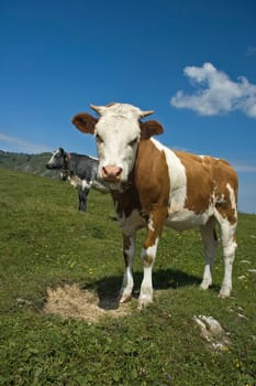 Young Calf standing in the austrian Pasture